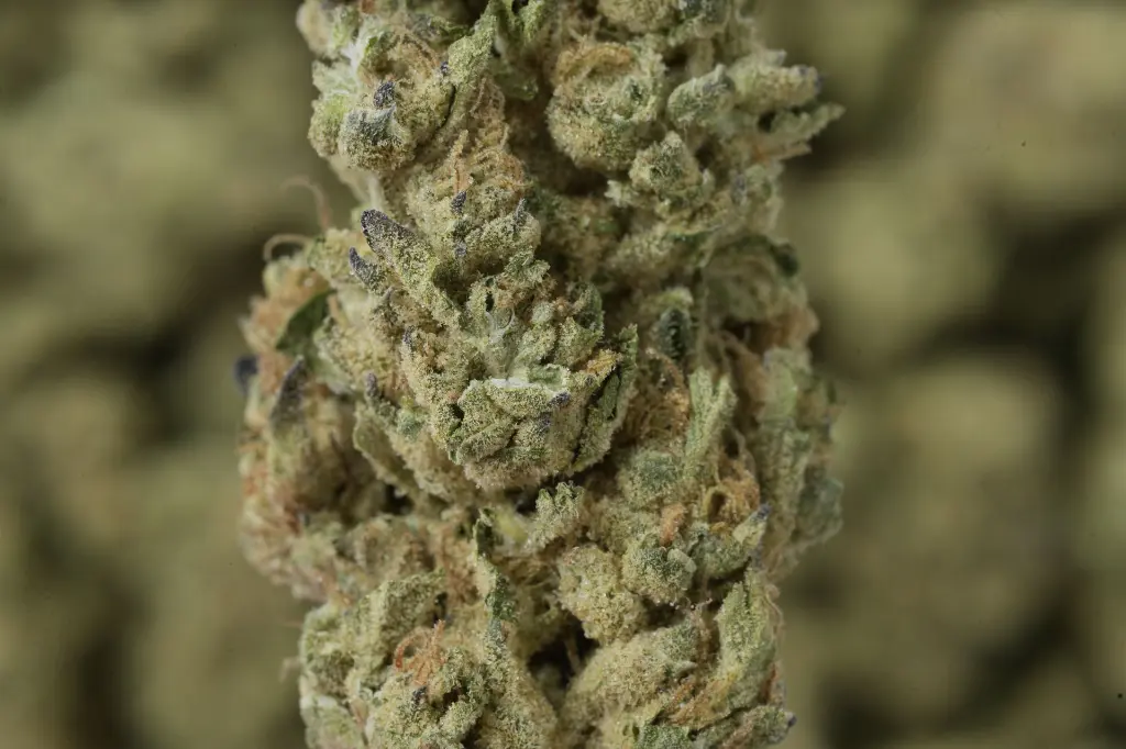 Original Glue MACRO .webp
