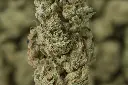 Original Glue MACRO .webp
