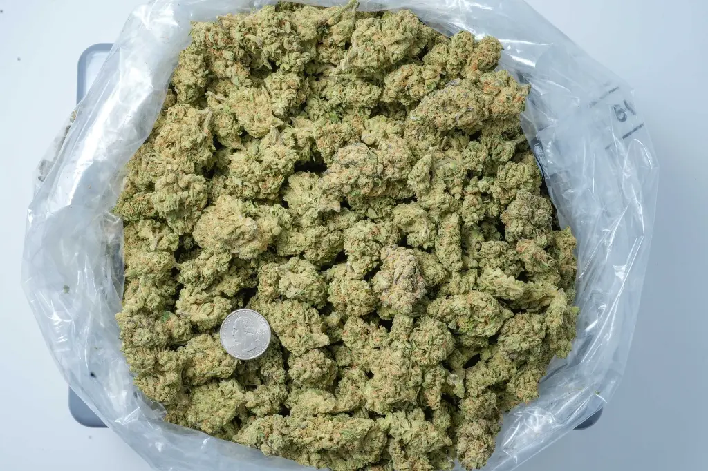 Original Glue BAG 4-30-26.webp