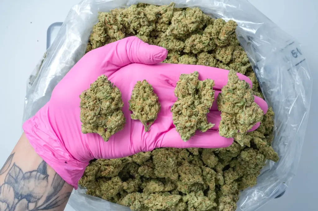 Original Glue PINK 4-30-26.webp