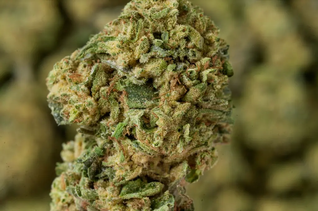 Amaretto Sour MACRO 4-30-26.webp