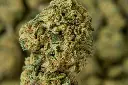 Amaretto Sour MACRO 4-30-26.webp
