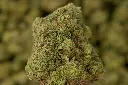 Secret Weapon MACRO 4-30-26.webp