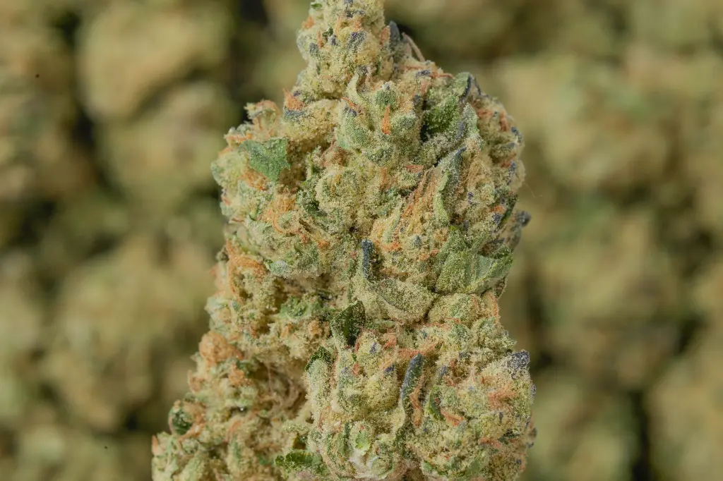 Nimbus Snacks MACRO 4-30-26.webp