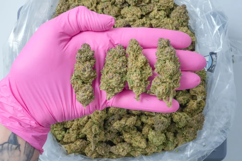 Nimbus Snacks PINK 4-20-26.webp