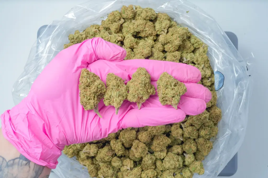 SweetIslandSkunk 4-30-26 PINK.webp