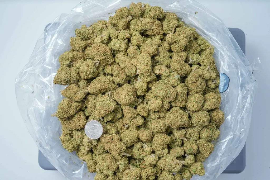 SweetIslandSkunk 4-30-26 BAG.webp
