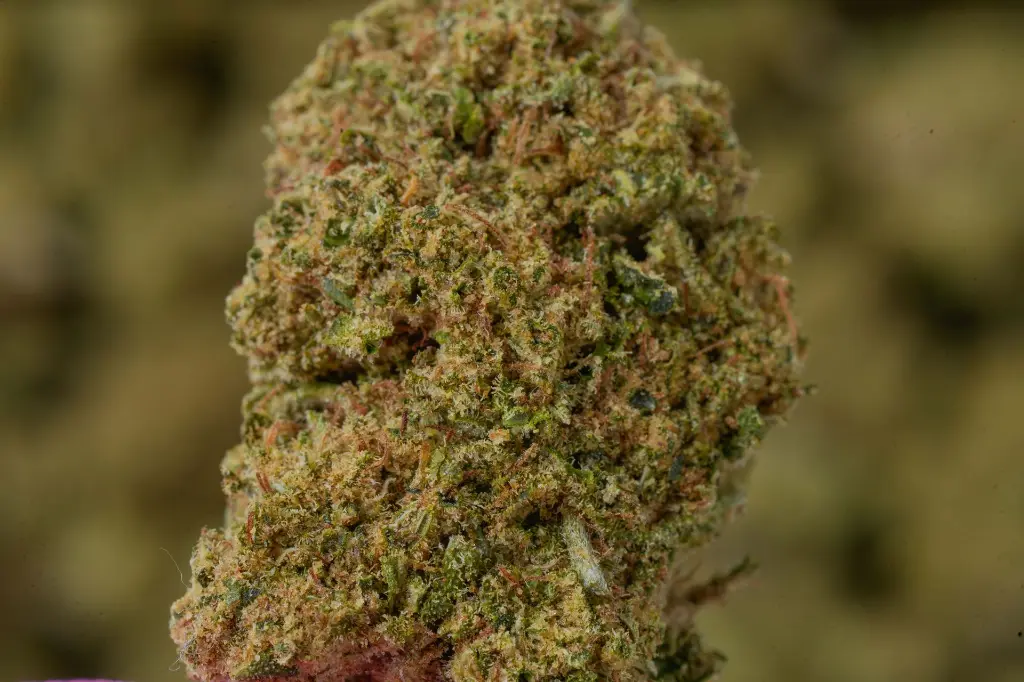 SweetIslandSkunk 4-30-26 MACRO.webp