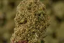 SweetIslandSkunk 4-30-26 MACRO.webp
