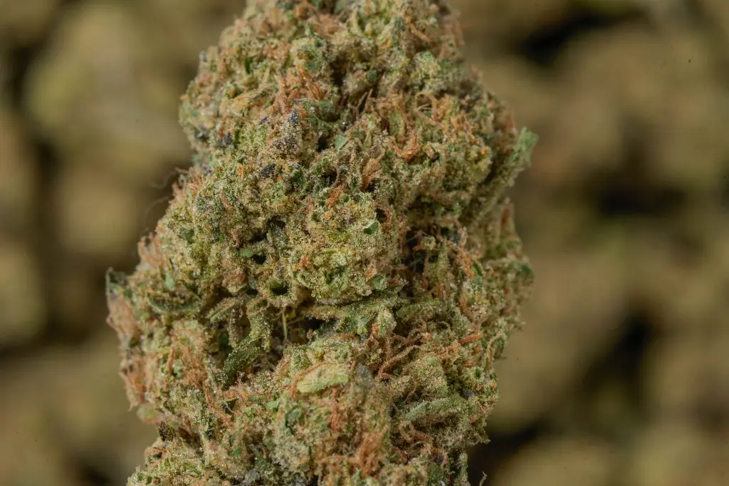 Diablo MACRO 4-30-26.webp