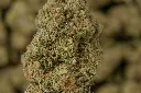 Diablo MACRO 4-30-26.webp