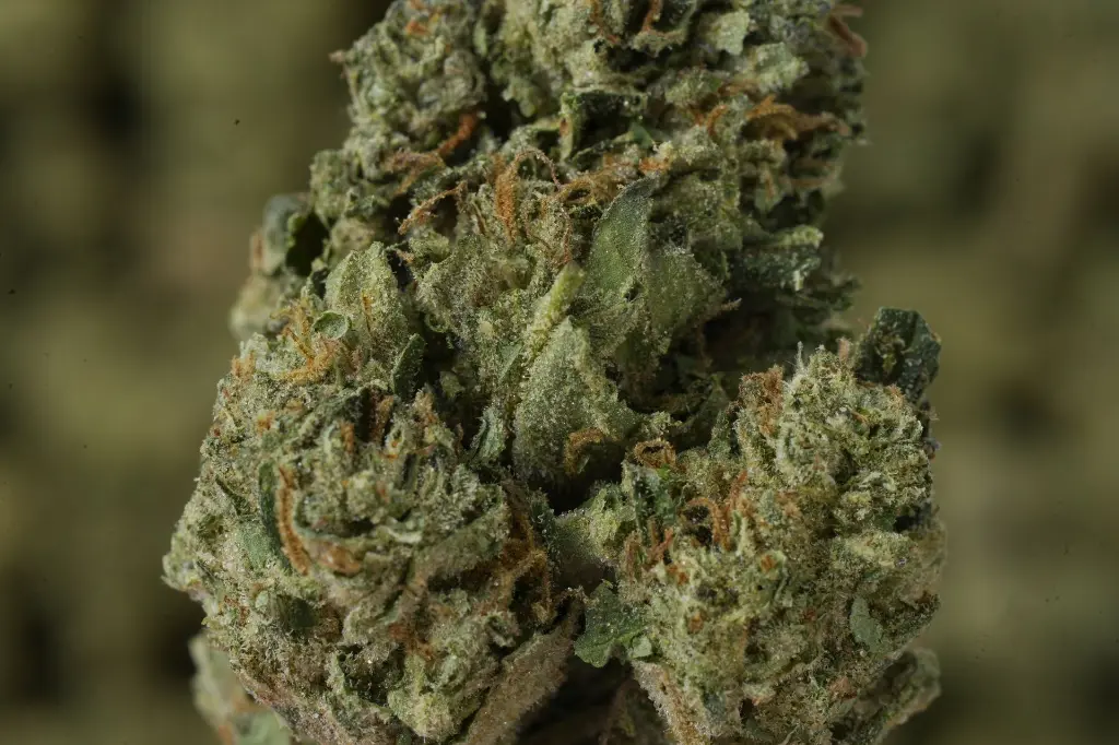 Gelato 41 MACRO 4-30-26.webp