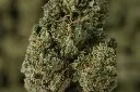 Gelato 41 MACRO 4-30-26.webp