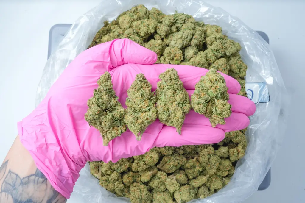 Gelato 41 PINK 5-1-26.webp