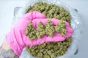 Gelato 41 PINK 5-1-26.webp