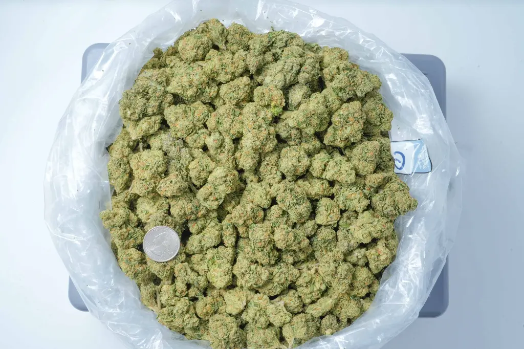 Gelato 41 BAG 5-1-26.webp