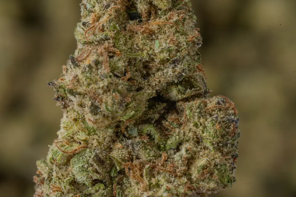 Kush Crasher MACRO 4-30-26.webp