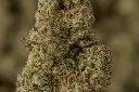 Kush Crasher MACRO 4-30-26.webp