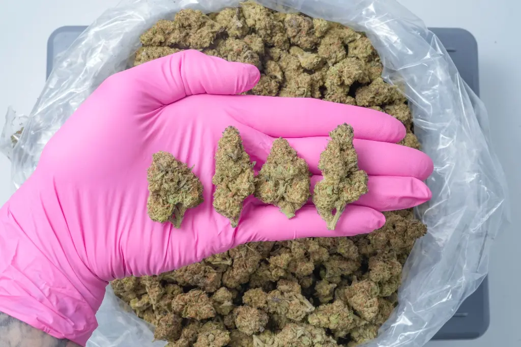 Kush Crasher PINK 4-30-26 (1).webp