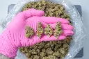 Kush Crasher PINK 4-30-26 (1).webp