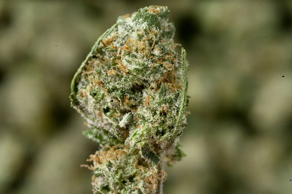 Lamonatti Meds MACRO 5-4-26 Edit - 00000001.webp