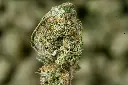 Lamonatti Meds MACRO 5-4-26 Edit - 00000001.webp