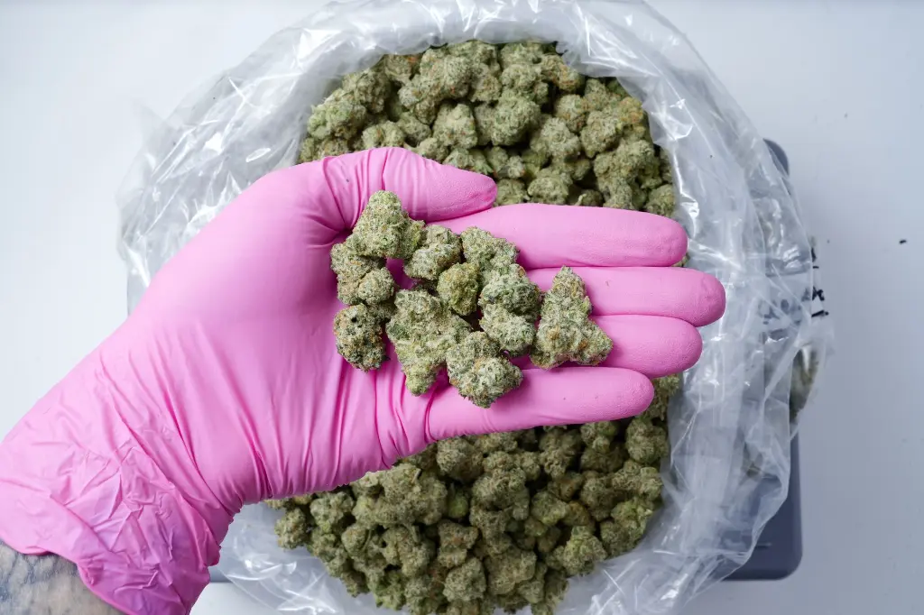 Lemonatti Meds 5-4-26 PINK Edit - 00000004.webp