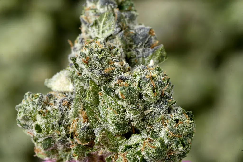 Bananaconda Meds 5-4-26 MACRO Edit - 00000003.webp