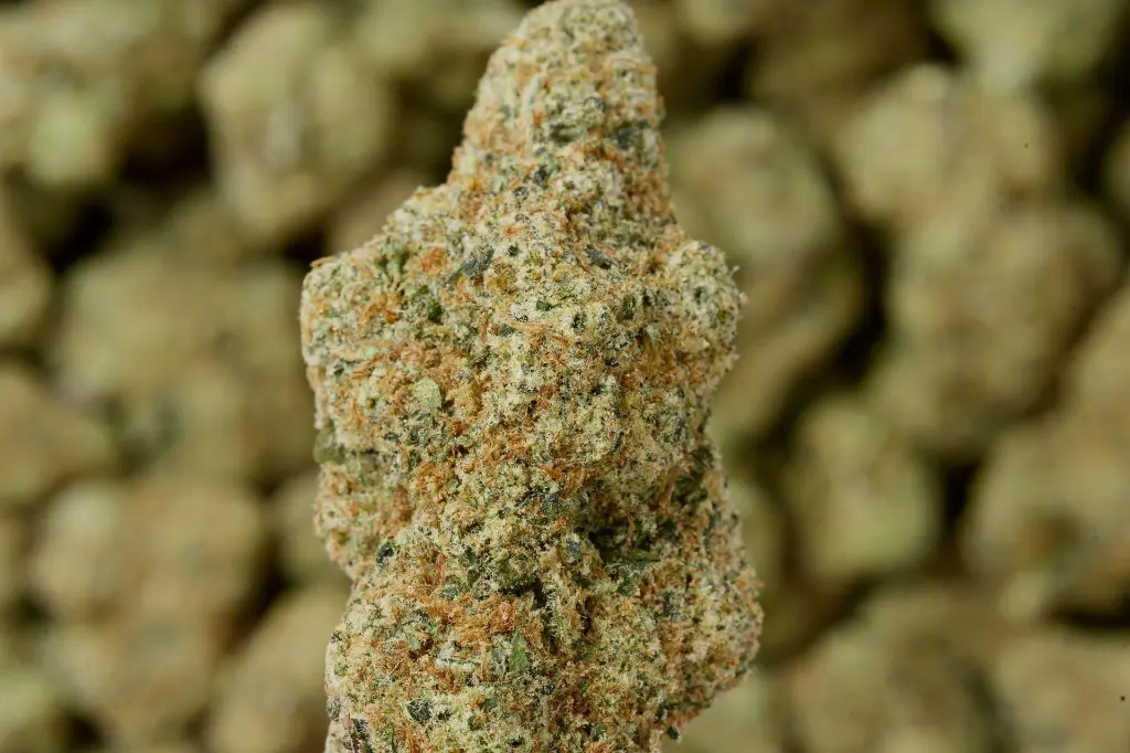 Platinum OG MACRO 5-5-26 Edit - 00000004.webp