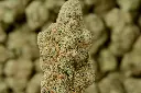 Platinum OG MACRO 5-5-26 Edit - 00000004.webp