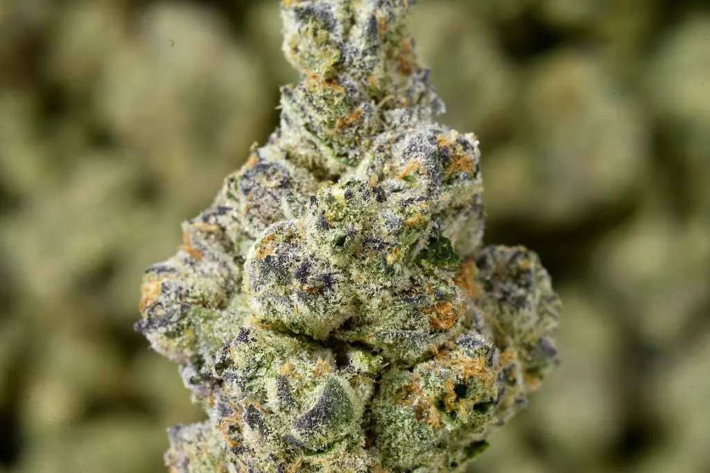 Muel Fuel 5-5-26 MACRO Edit - 00000003.webp