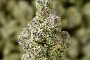 Muel Fuel 5-5-26 MACRO Edit - 00000003.webp