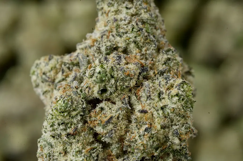 Lemonatti 5-6-26 MACRO.JPGEdit - 00000003.webp