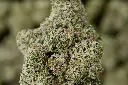 Lemonatti 5-6-26 MACRO.JPGEdit - 00000003.webp