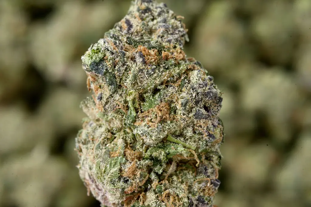 Sherbacio 5-7-26 MACRO.JPGEdit - 00000003.webp