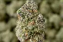 Sherbacio 5-7-26 MACRO.JPGEdit - 00000003.webp