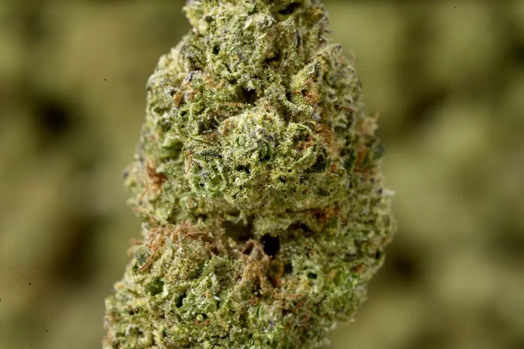 Garlic Budder MACRO 5-12-26.JPG Edit - 00000004.webp