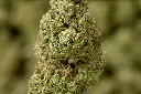 Garlic Budder MACRO 5-12-26.JPG Edit - 00000004.webp