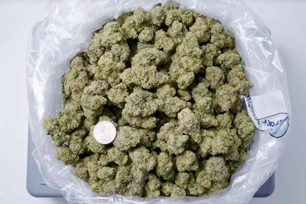 Black Domina 5-12-26 BAG.JPG Edit - 00000001.webp