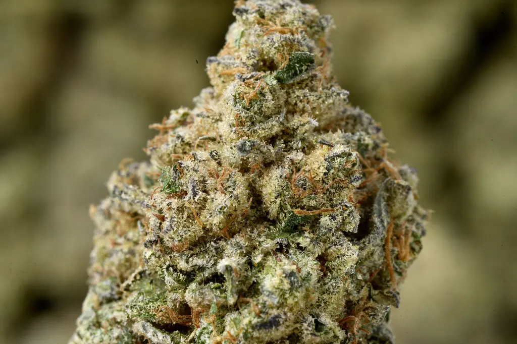 Black Domina 5-12-26 MACRO.JPG Edit - 00000003.webp