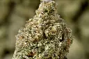 Black Domina 5-12-26 MACRO.JPG Edit - 00000003.webp