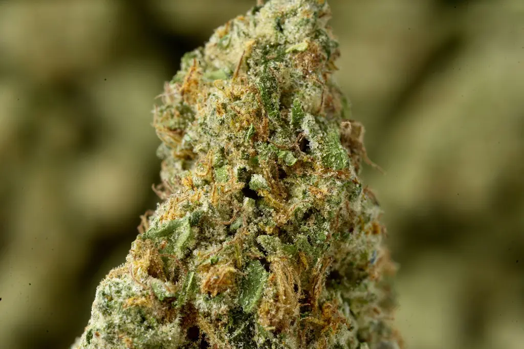 Blanco Indoor 5-12-26 MACRO.JPG Edit - 00000003.webp