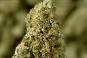 Blanco Indoor 5-12-26 MACRO.JPG Edit - 00000003.webp