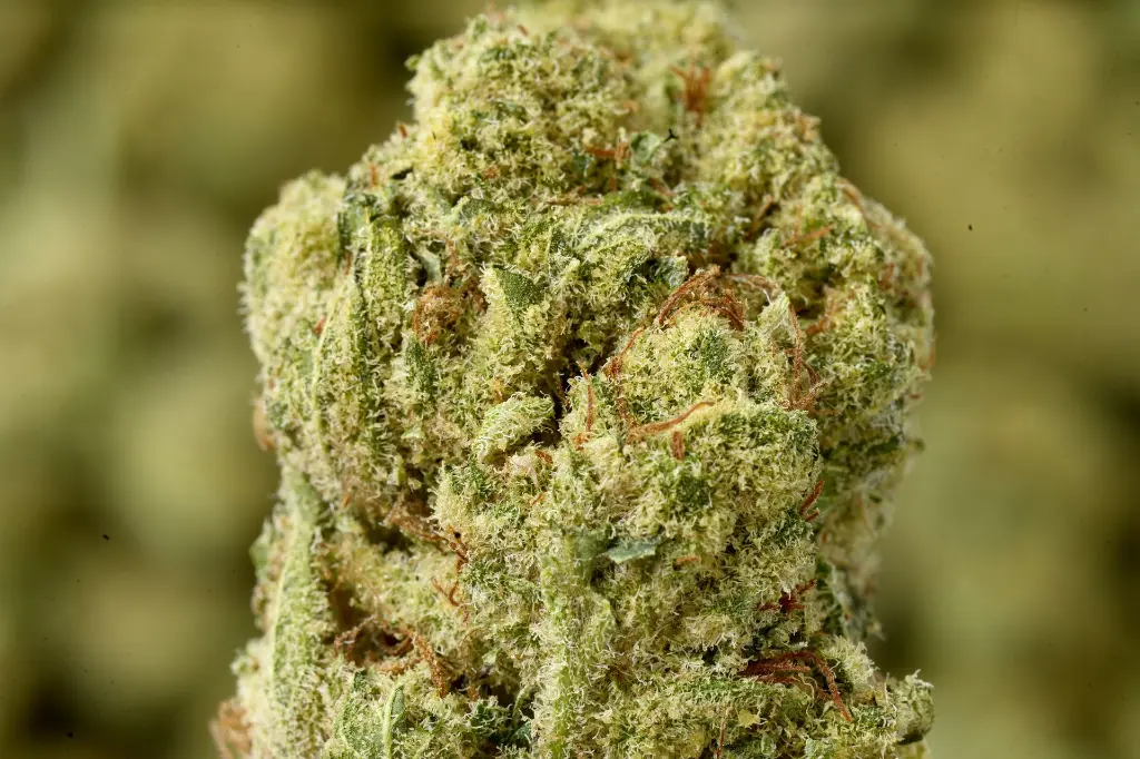 American Pie Indoor 5-14-26 MACRO.webp
