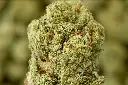 American Pie Indoor 5-14-26 MACRO.webp