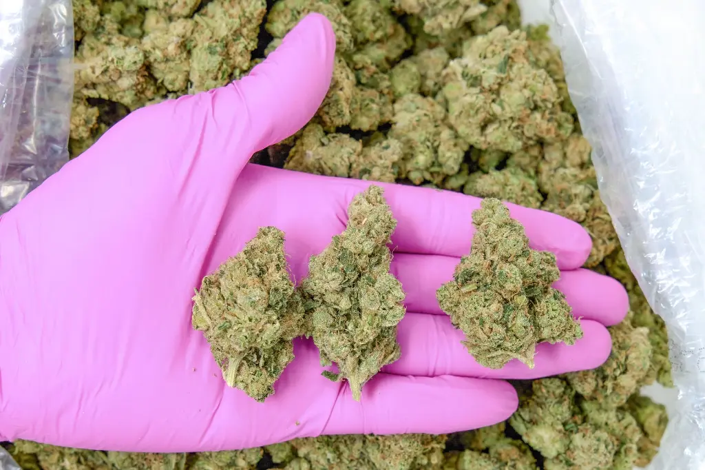 Cali-O 4-3-26 PINK.webp