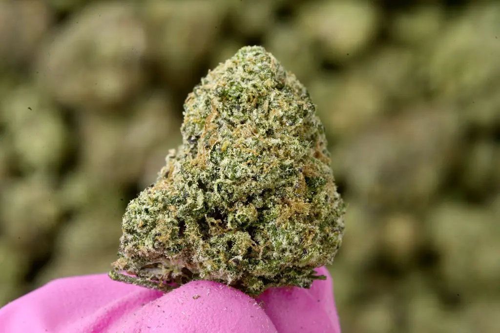 Purple Thai 5-18-26 MACRO Edit - 00000003.webp