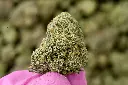 Purple Thai 5-18-26 MACRO Edit - 00000003.webp