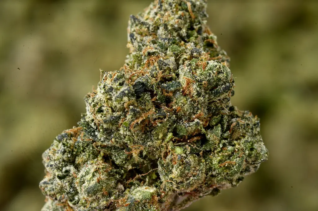 Supersonic Smalls 5-18-26 MACRO Edit - 00000003.webp