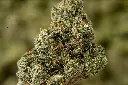 Supersonic Smalls 5-18-26 MACRO Edit - 00000003.webp